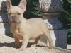 Puppies for sale Portugal, Mirandela French Bulldog