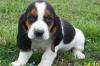 Puppies for sale United Kingdom, Bristol Basset Hound