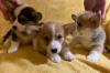 Puppies for sale Ireland, Dublin Other breed, Welsh Corgi
