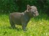 Puppies for sale Slovenia, Titograd French Bulldog
