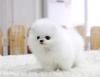 Puppies for sale Belgium, Bruges Pomeranian Spitz