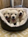 Puppies for sale Spain, Alicante Golden Retriever, Golden Retriver