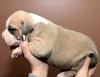 Puppies for sale Austria, Graz American Cocker Spaniel