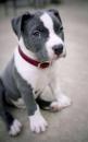 Puppies for sale Canada, British Columbia American Pit-Bull Terrier