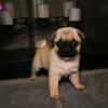 Puppies for sale Ireland, Dublin Pug