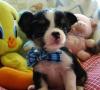 Puppies for sale France, Paris Chihuahua