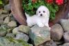 Puppies for sale Cyprus, Paphos Mixed breed, Maltiipoo