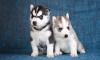 Puppies for sale Russia, Syzran , Siberian Husky