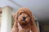 Puppies for sale Denmark, Odense Toy-poodle