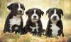 Puppies for sale Canada, British Columbia, Vancouver American Staffordshire Terrier