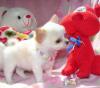Puppies for sale Poland, Czestochowa Chihuahua