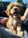 Puppies for sale Hungary, Budapest Other breed, COCKAPOO