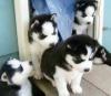 Puppies for sale Cyprus, Paphos Haski, Siberian husky