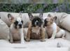 Puppies for sale Netherlands, The Hague French Bulldog