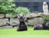 Puppies for sale Slovakia, Kladno French Bulldog