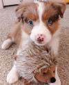 Puppies for sale Netherlands, The Hague Australian Shepherd