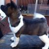 Puppies for sale USA, Texas Akita