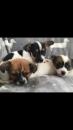 Puppies for sale Germany, Frankfurt , jack russel cross Chihuahua