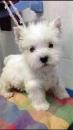 Puppies for sale Cyprus, Nicosia West Highland White Terrier