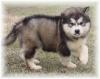 Puppies for sale Finland, Helsinki Other breed, Alaska Malamute