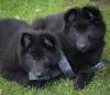 Puppies for sale Cyprus, Larnaca Other breed, Belgian Shepherd
