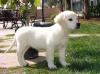 Puppies for sale Spain, Madrid Golden Retriever