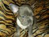 Puppies for sale Belgium, Brussels French Bulldog