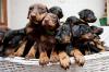 Puppies for sale Cyprus, Paphos Doberman