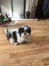 Puppies for sale Cyprus, Limassol Shih Tzu