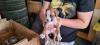 Puppies for sale Lithuania, Varena Boxer