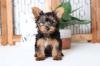Dogs free United Kingdom, Birmingham Yorkshire Terrier