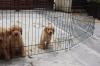 Puppies for sale Slovakia, Bratislava Labrador