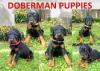 Puppies for sale Finland, Helsinki Doberman