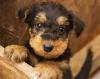 Puppies for sale Greece, Patra Other breed, Airedale Terrier