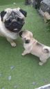 Puppies for sale Greece, Thessaloniki Pug