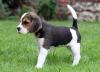 Puppies for sale Germany, Essen Beagle