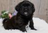 Puppies for sale Ireland, Dublin Mixed breed, Peek A Poo