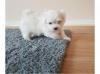 Puppies for sale Ireland, Droichead Nua Maltese