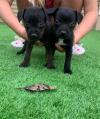 Puppies for sale Germany, Dresden Other breed, patterdale terrier