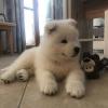 Puppies for sale Ireland, Kilkenny Samoyed dog (Samoyed)