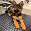 Puppies for sale Belgium, Brussels German Shepherd Dog