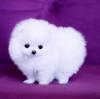 Puppies for sale Hungary, Budapest Pomeranian Spitz