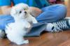 Puppies for sale Cyprus, Protaras Maltese