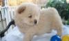 Puppies for sale Netherlands, Amsterdam Chow Chow