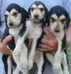 Puppies for sale Germany, Gelsenkirchen Afghan Hound