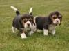 Puppies for sale Cyprus, Nicosia Beagle
