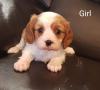 Puppies for sale Germany, King Charles Spaniel