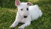 Puppies for sale Germany, Kayzerslauten Bull Terrier