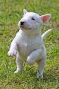 Puppies for sale Cyprus, Nicosia Bull Terrier