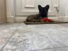 Puppies for sale Netherlands, Harlem German Shepherd Dog